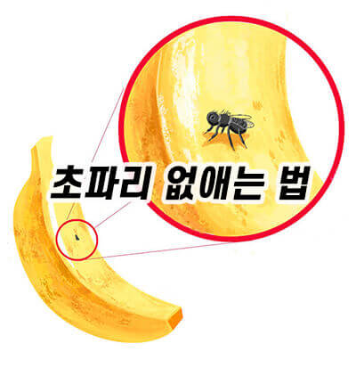 초파리 없애는 법 날파리 퇴치, 트랩 끈끈이 효과 및 초파리 제거